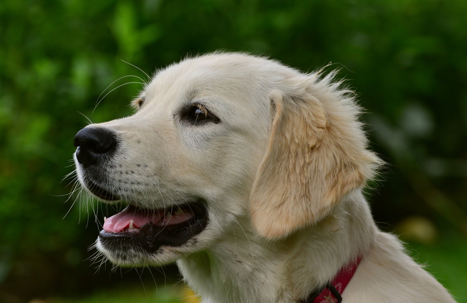 Loài chó Golden Retriever