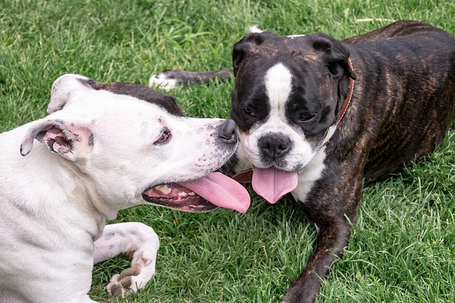 American Staffordshire Terrier