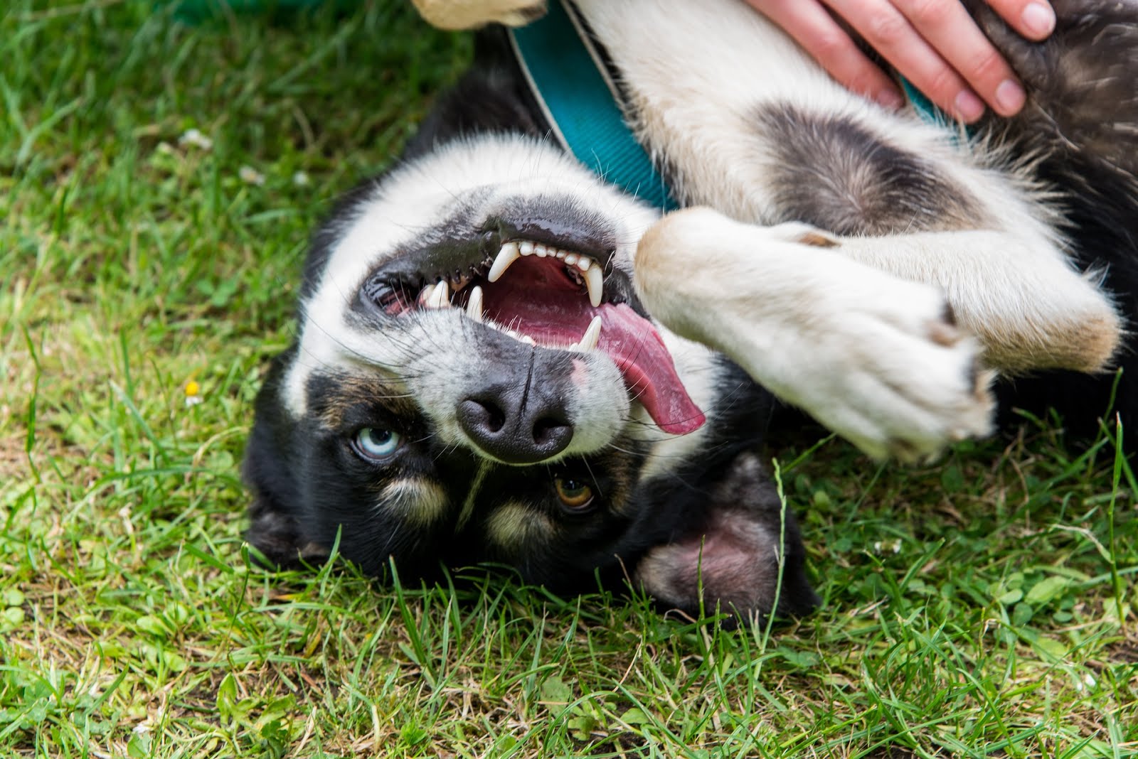 Hình ảnh những chú chó Husky Sibir dễ thương