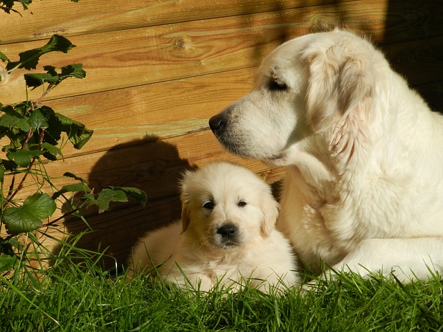 Golden Retriever