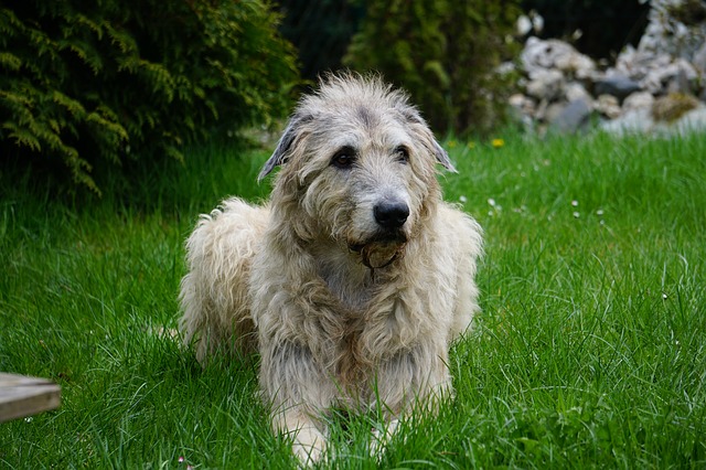 Wolfhound Ailen