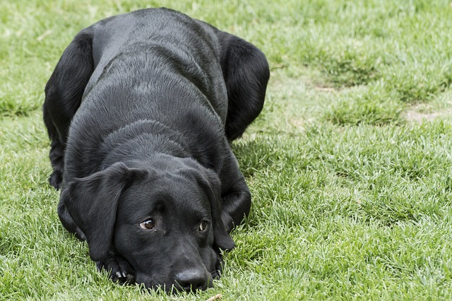 Labrador Retriever