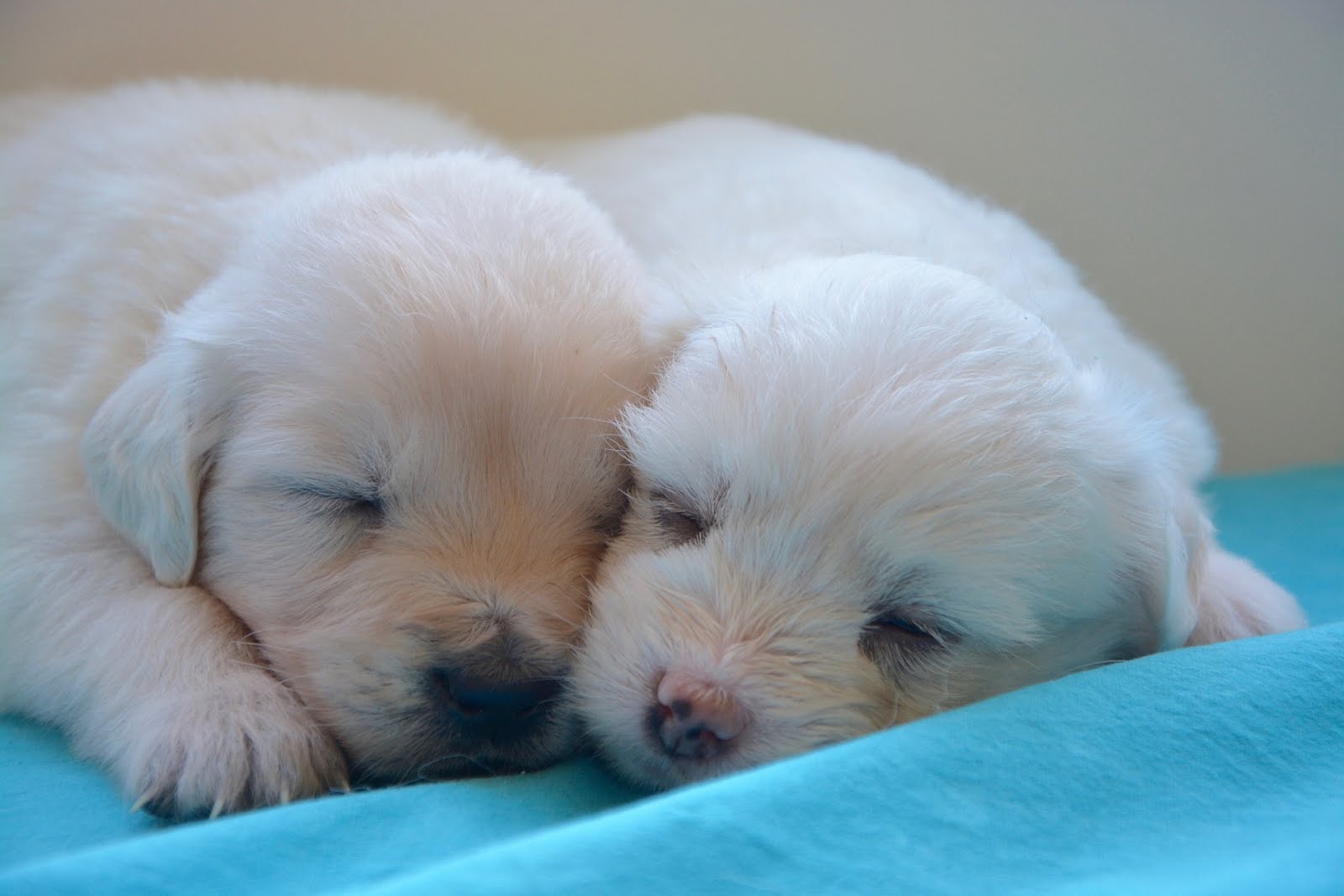 Loài chó Golden Retriever