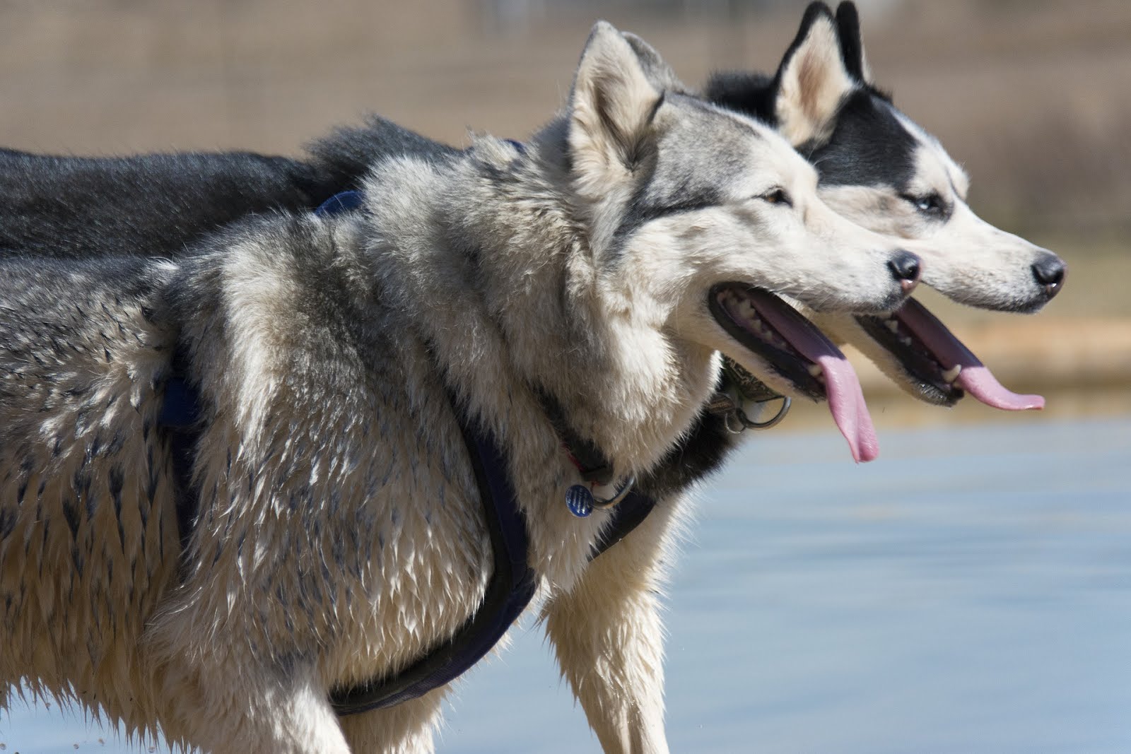 Hình ảnh những chú chó Husky Sibir dễ thương