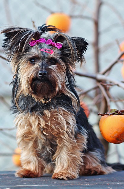 Yorkshire Terrier