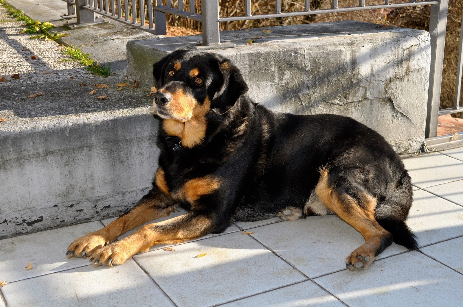 Hình ảnh những chú chó Rottweiler cực đẹp