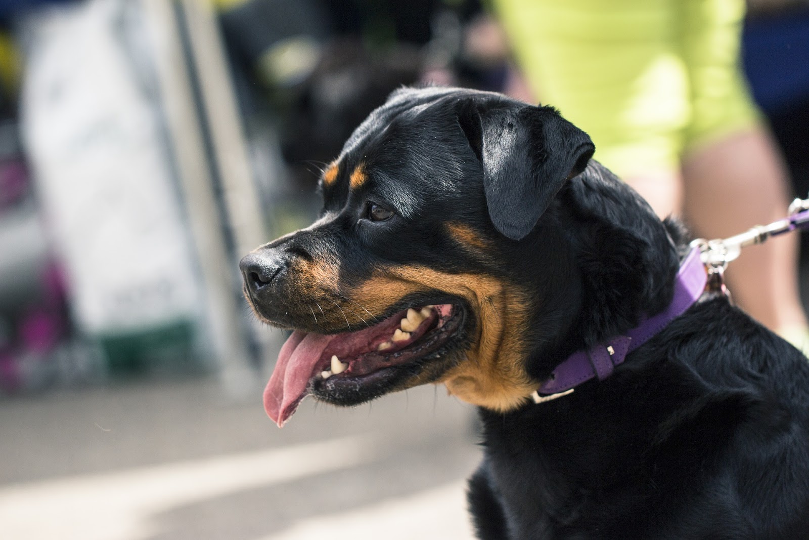 Hình ảnh những chú chó Rottweiler cực đẹp