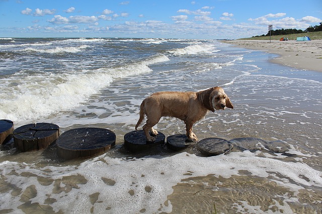 Nước Hoa Kỳ Spaniel