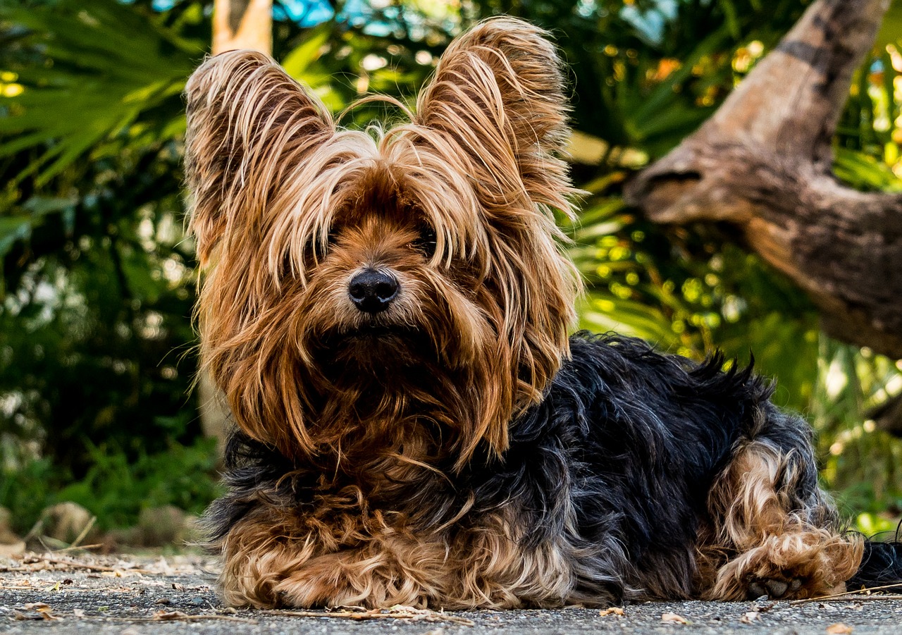 Chăm sóc cho Yorkshire Terrier - Những điều bạn nên biết