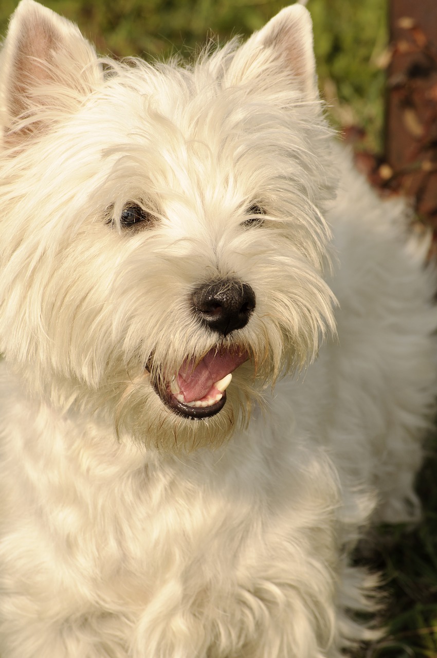 West Highland white terrier (Westie)