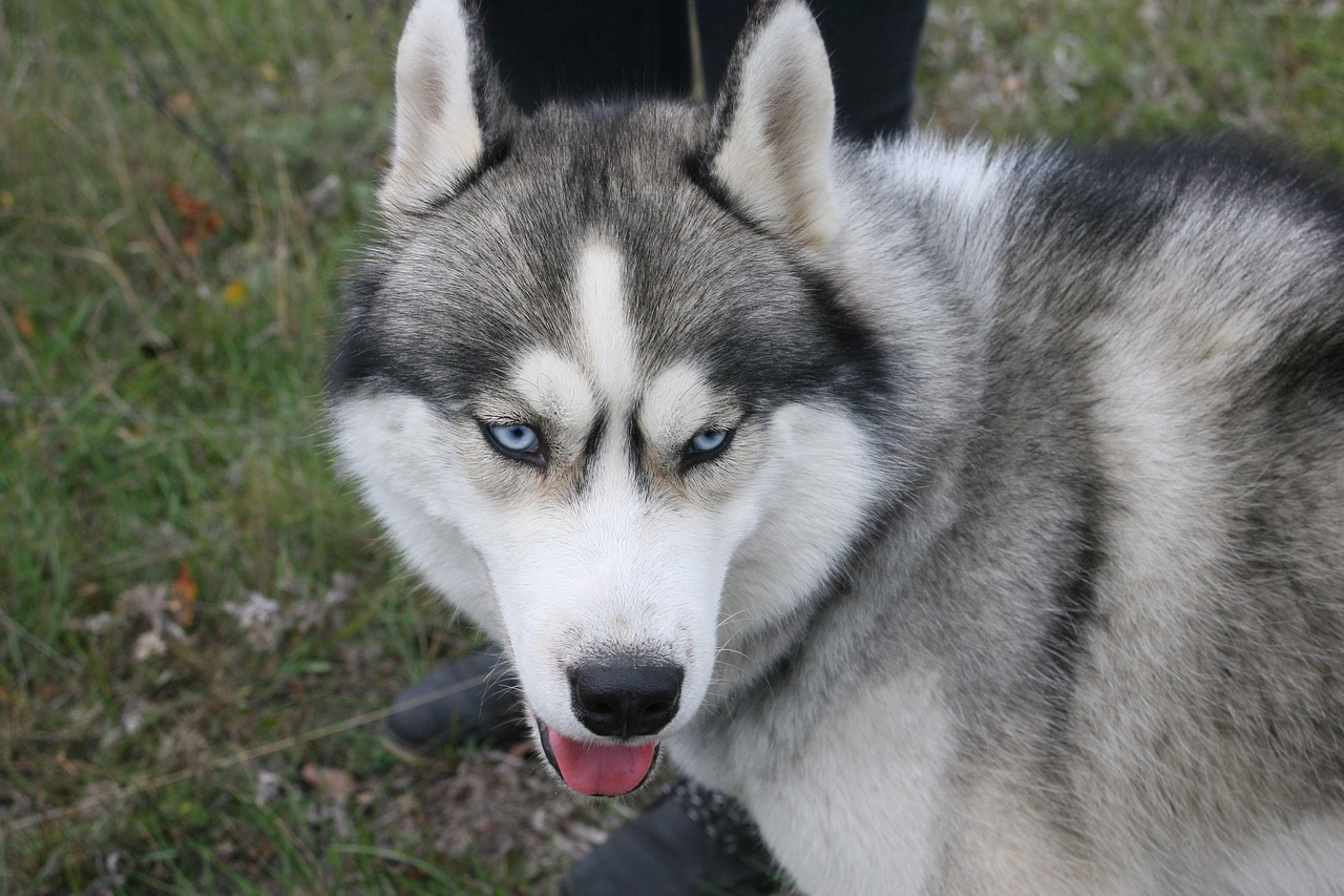 Siberian husky