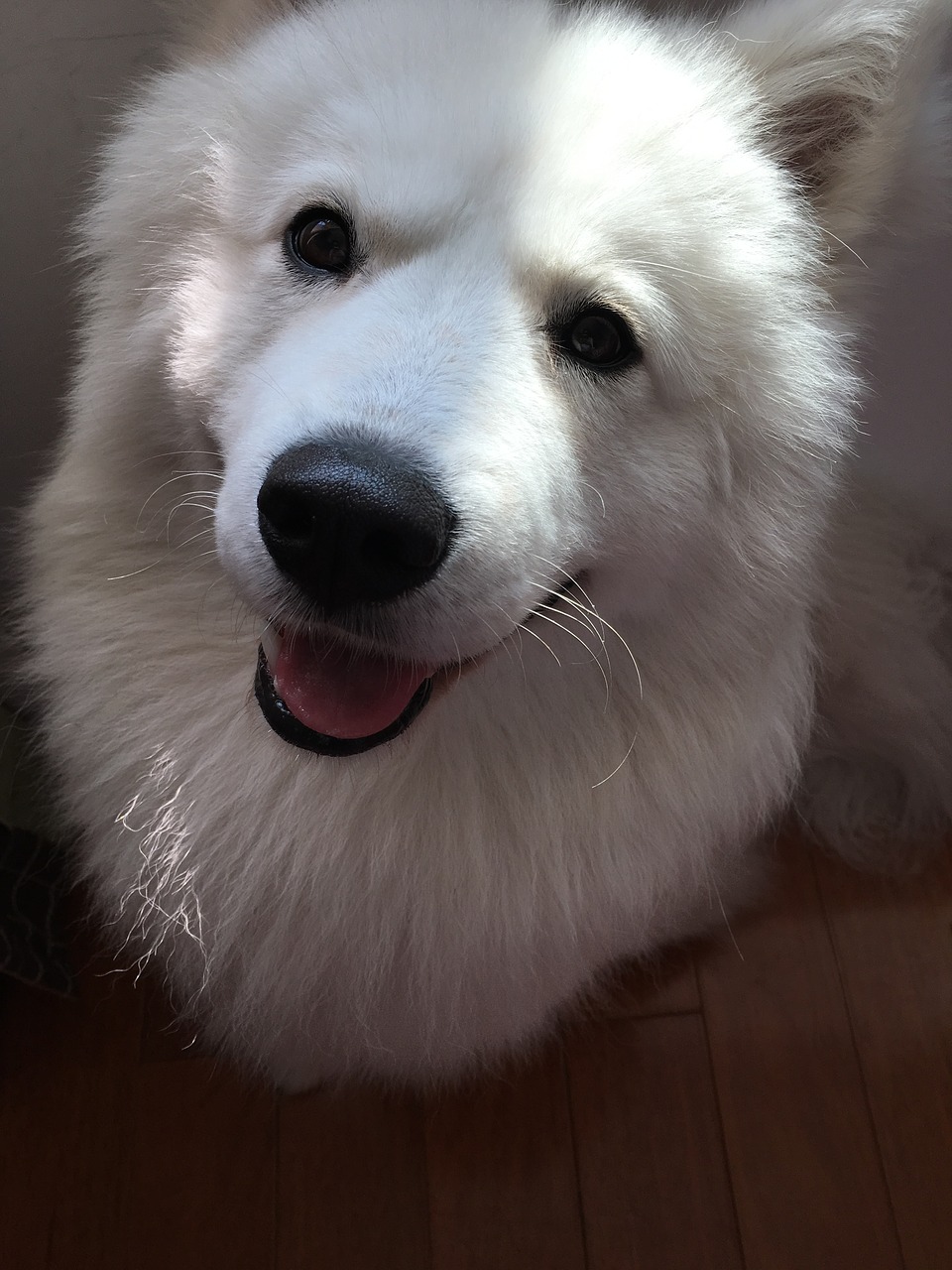 Samoyed