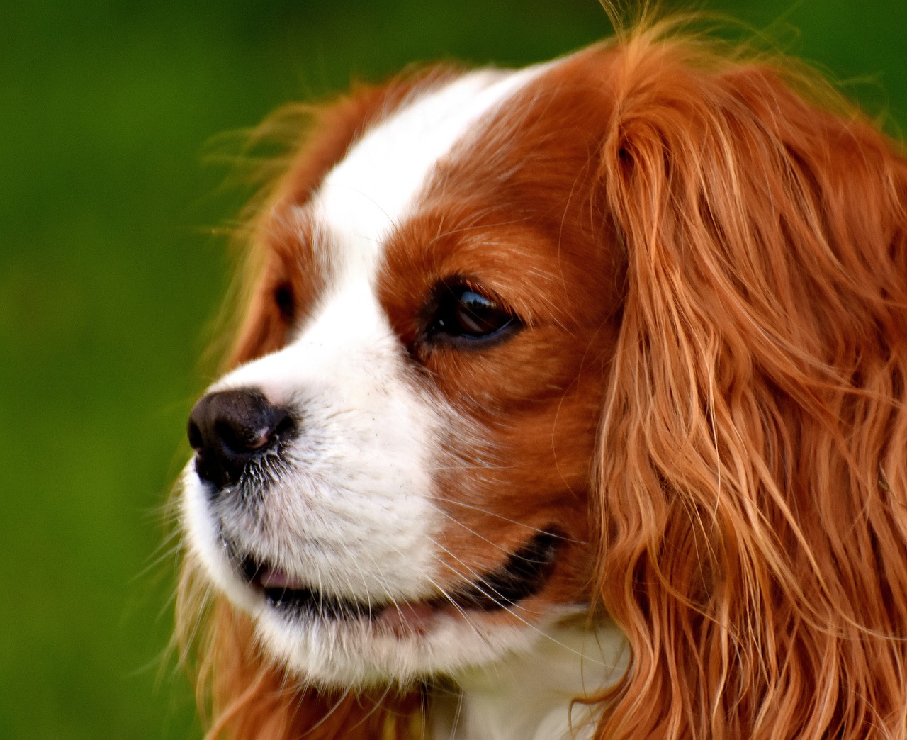 Những hình ảnh siêu đáng yêu của cún Cavalier King Charles Spaniel