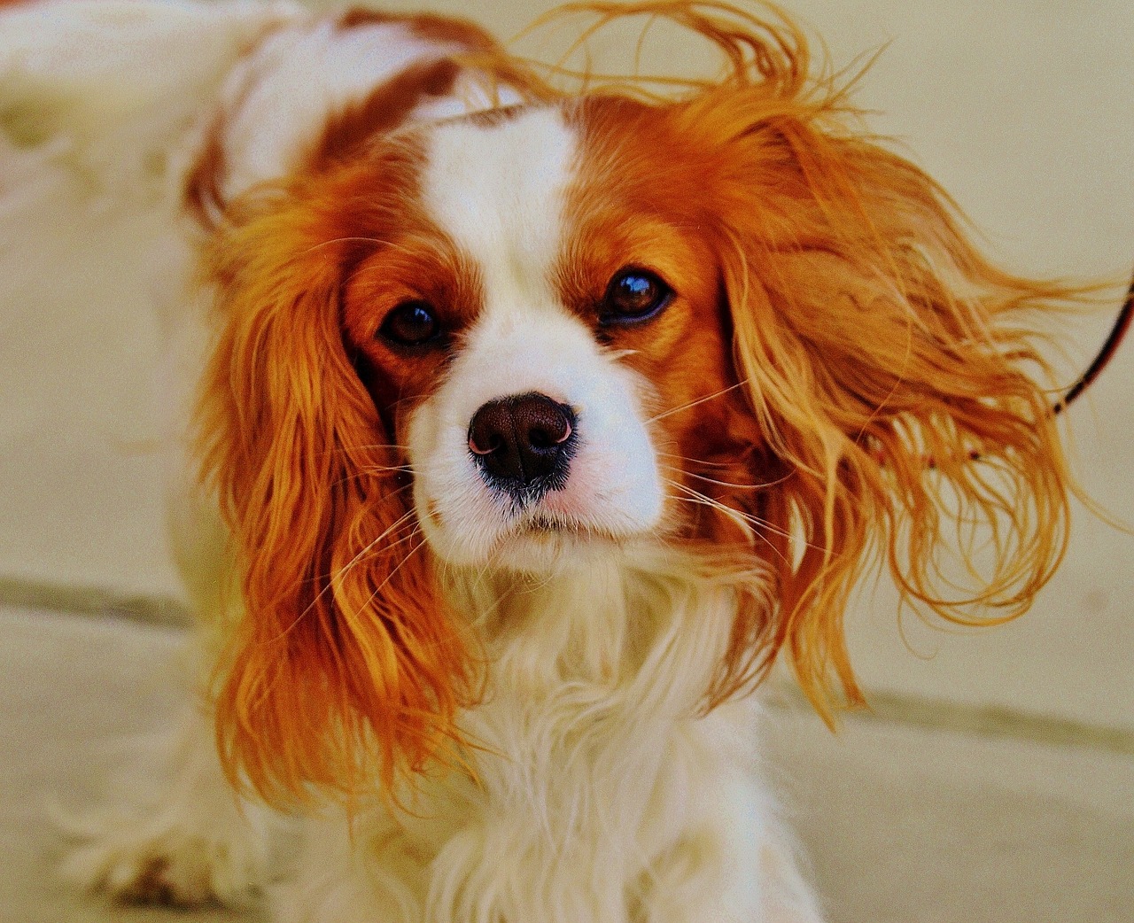 Những hình ảnh siêu đáng yêu của cún Cavalier King Charles Spaniel