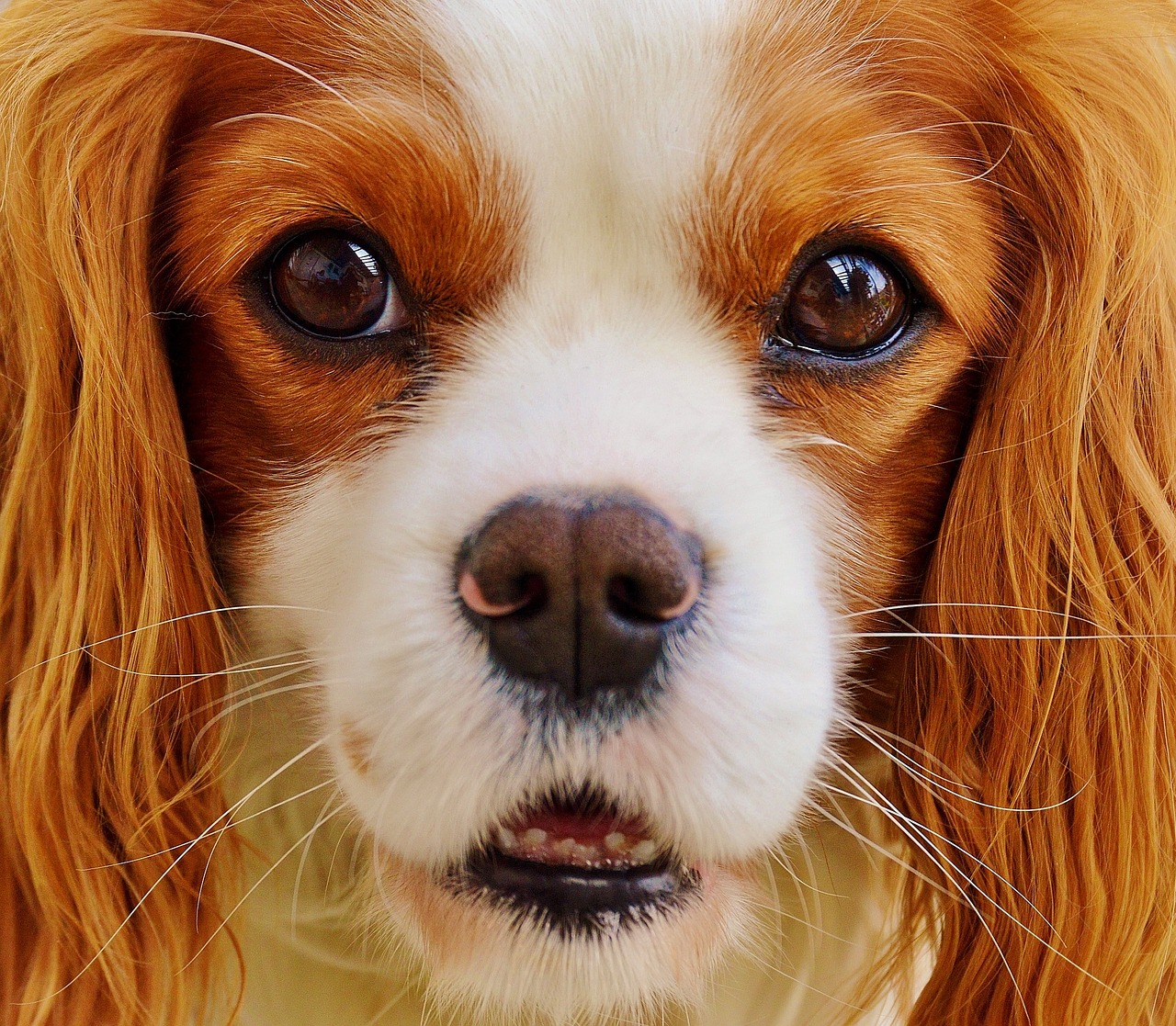 Những hình ảnh siêu đáng yêu của cún Cavalier King Charles Spaniel