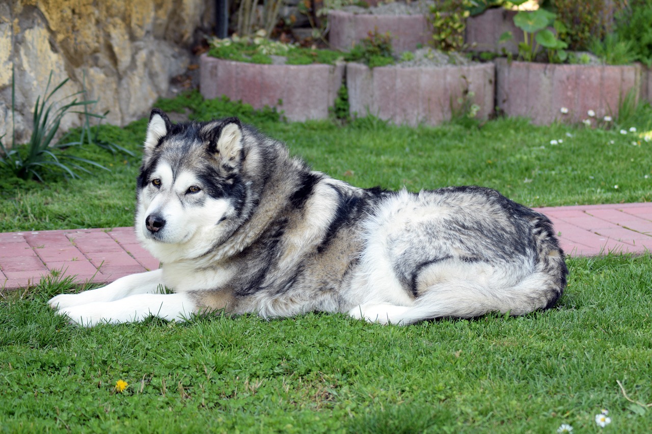 Giới thiệu giống chó Alaskan Malamute