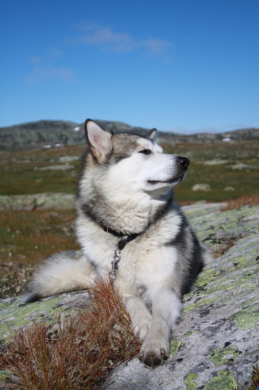 Giống chó Alaska Malamute và những đặc điểm cơ bản