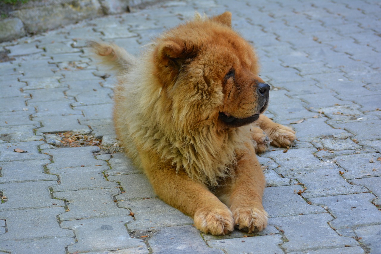 CHÓ CHOW CHOW CỰC DỄ THƯƠNG