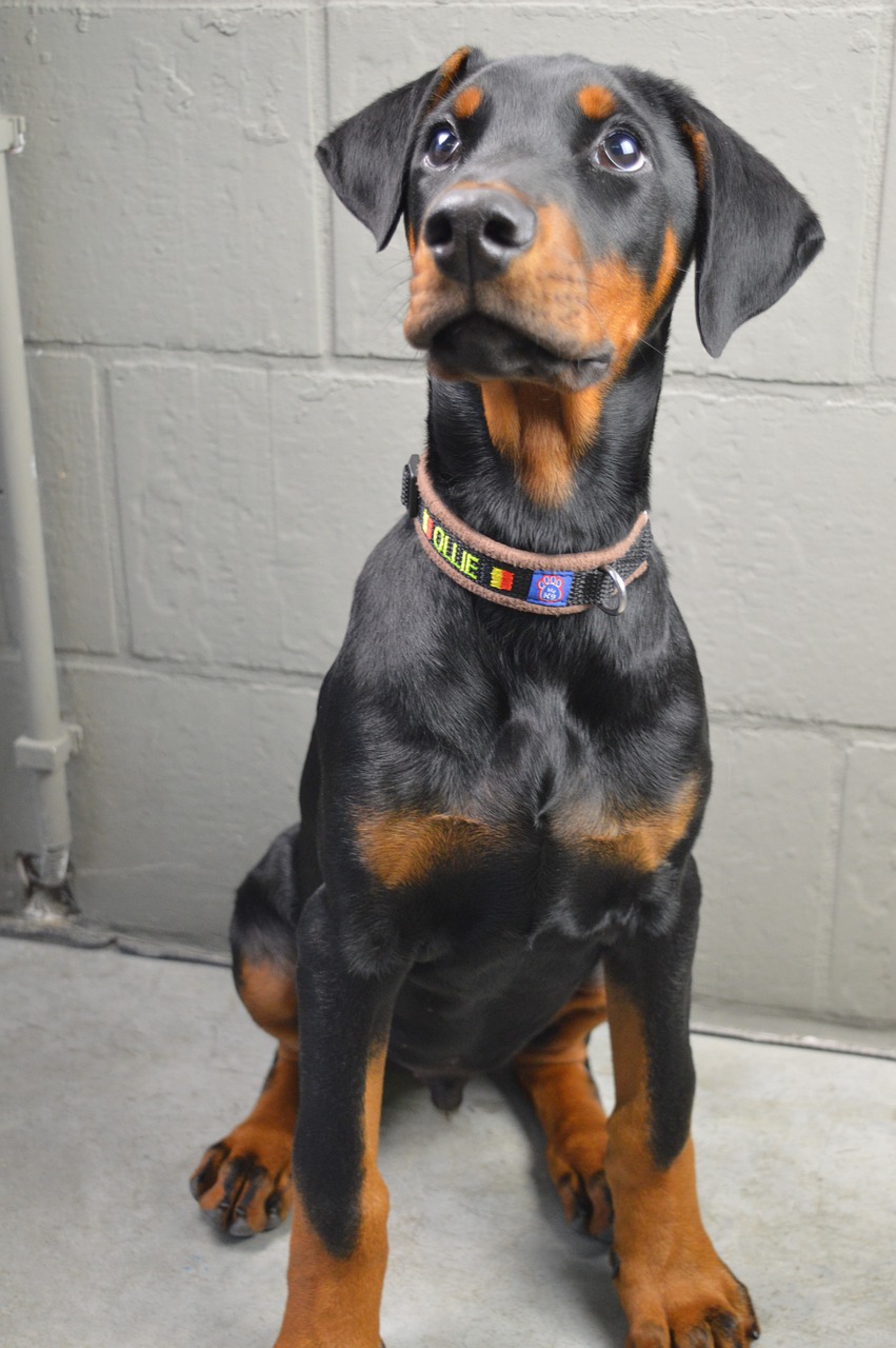 Những hình ảnh loài chó Doberman Pinscher