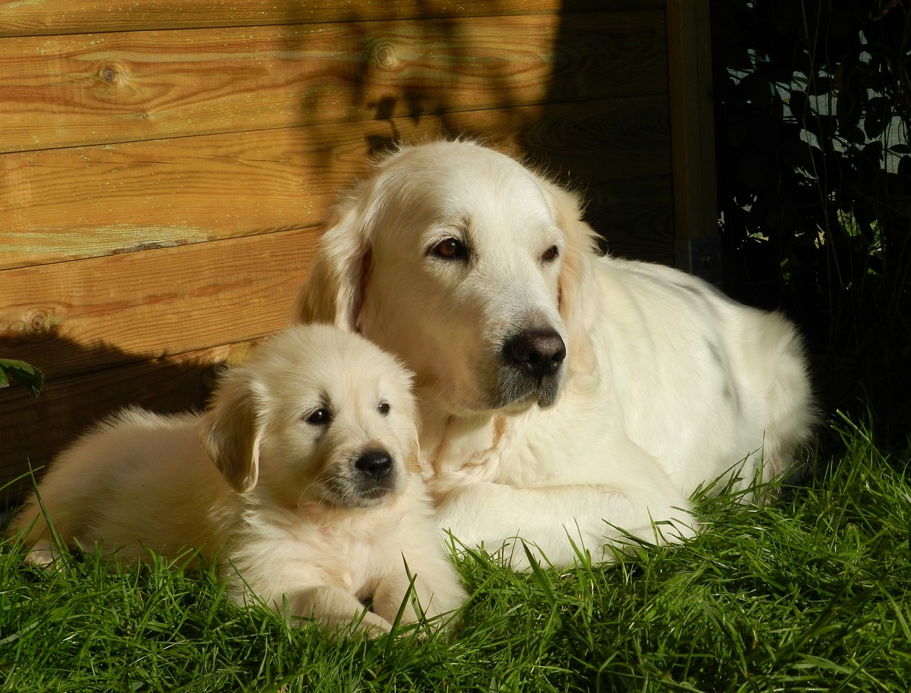 10 lý do không nên nuôi chó Golden Retriever