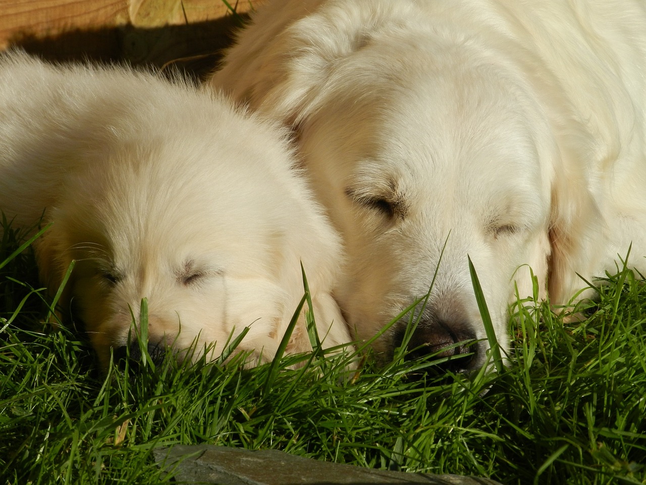 Golden Retrievers yêu nhà