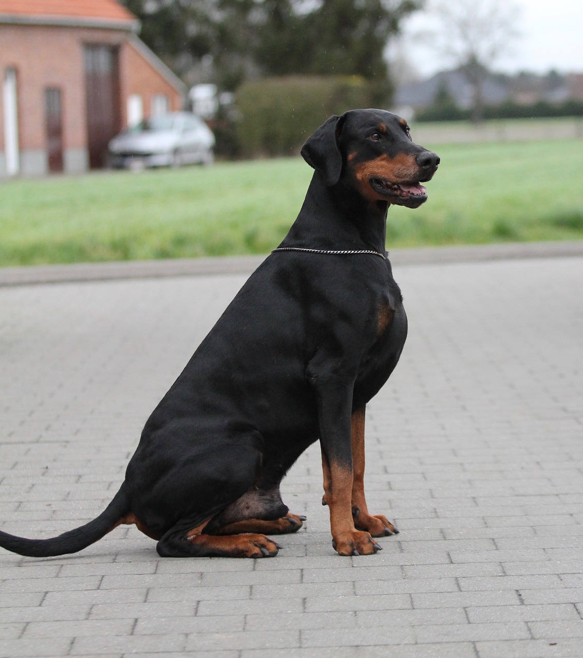 Những hình ảnh loài chó Doberman Pinscher