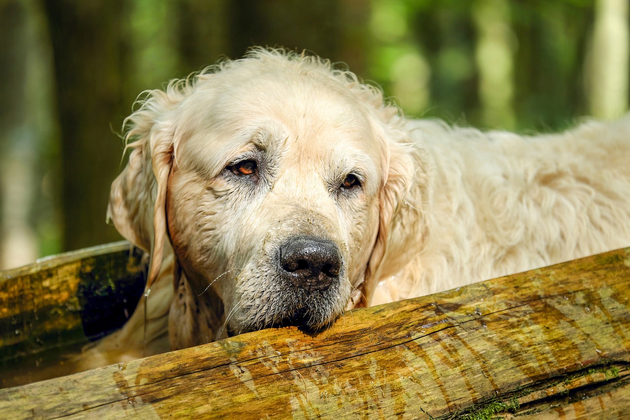 Nuôi chó Golden Retriever có khó không?