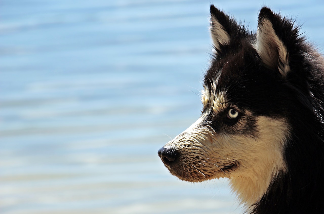 Tìm hiểu về giống chó Alaska Malamute