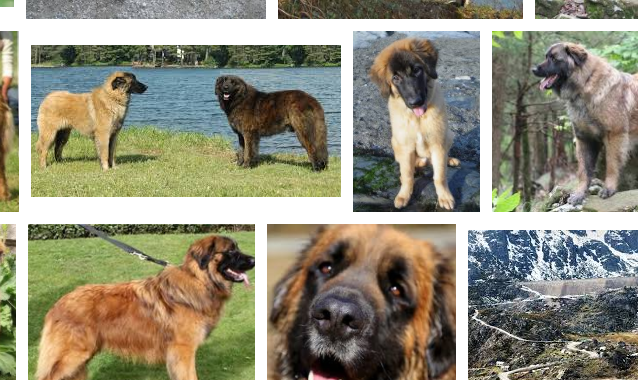 Estrela Mountain Dog