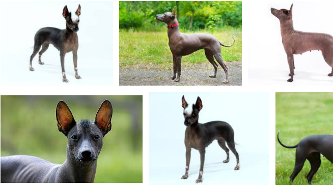 Xoloitzcuintli