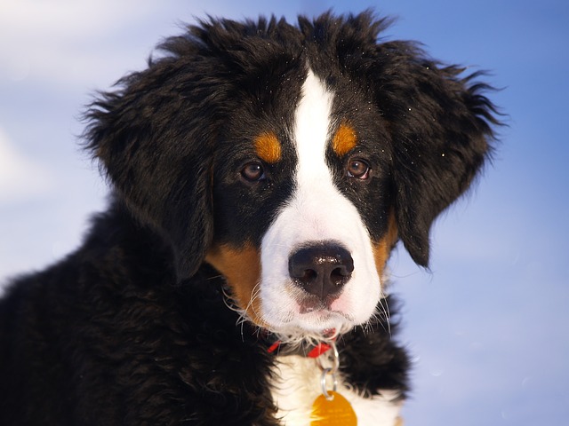 Bernese 