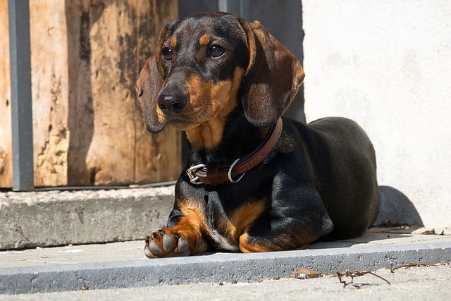 Dachshund