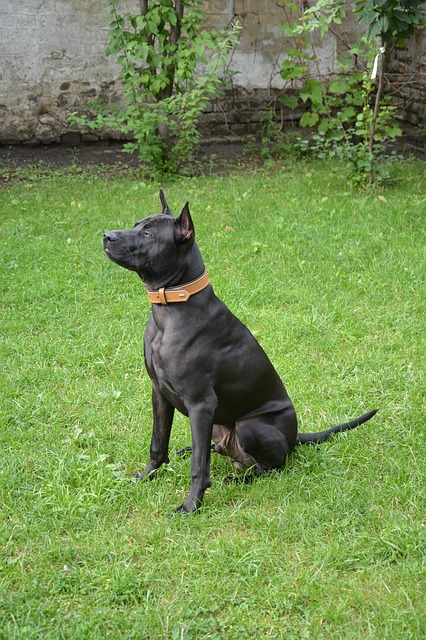 Thai Ridgeback