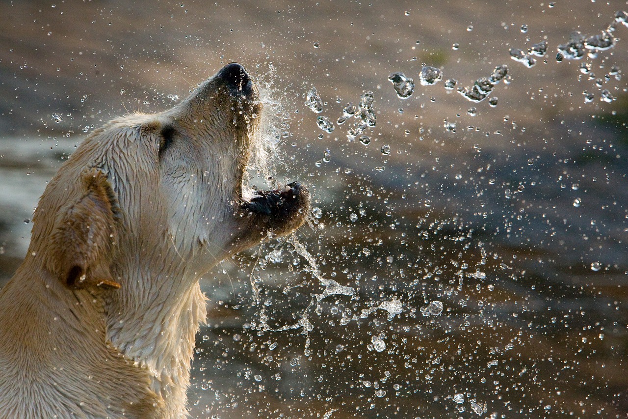 Labrador Retriever