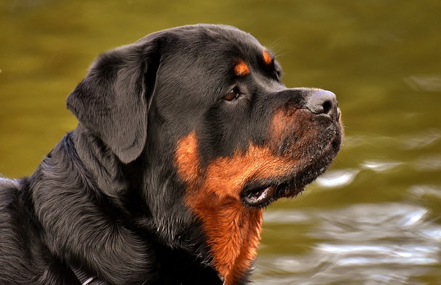 Rottweiler (lên đến $ 7,000)