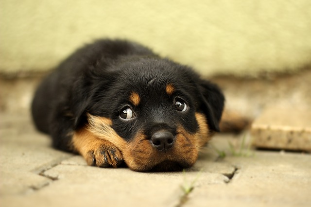 Rottweiler