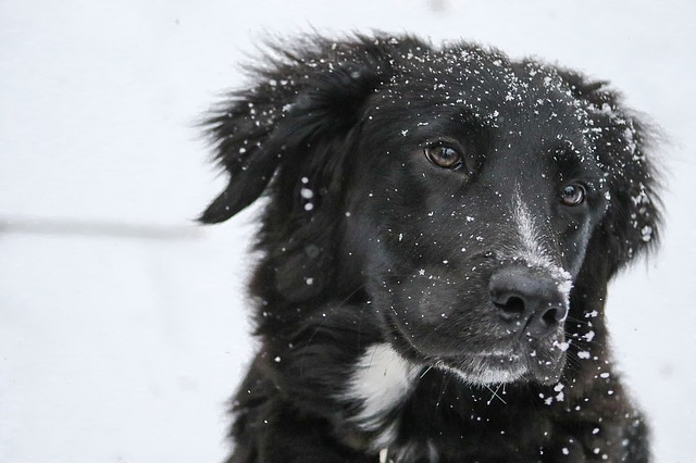 Border Collie