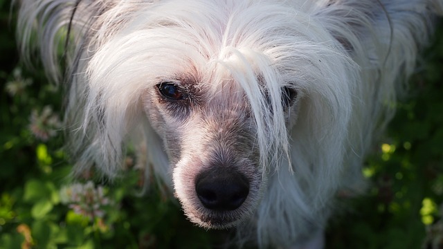 Chinese Crested