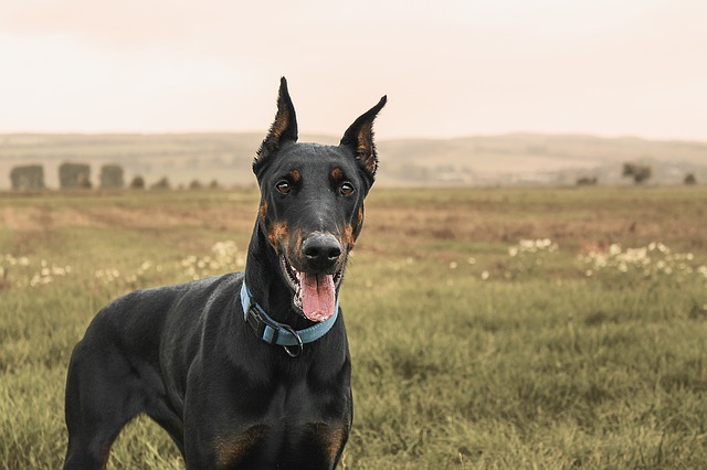 Các chân ghim Doberman Pinscher