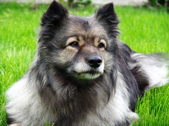 Keeshond