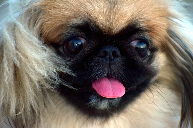 Pekingese