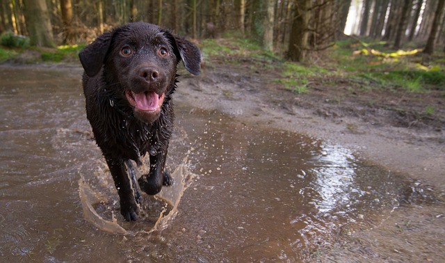 Labrador Retriever