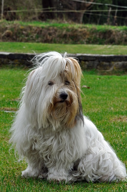 Coton de Tulear