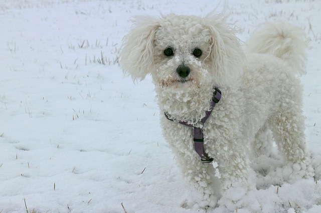 Bichon Frisé