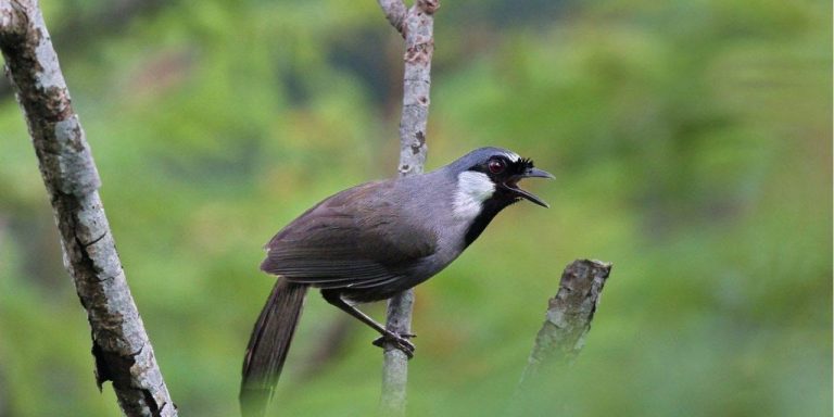 Cách Dạy Chim Khướu Hót Hay Đúng Kỹ Thuật Cho Người Mới