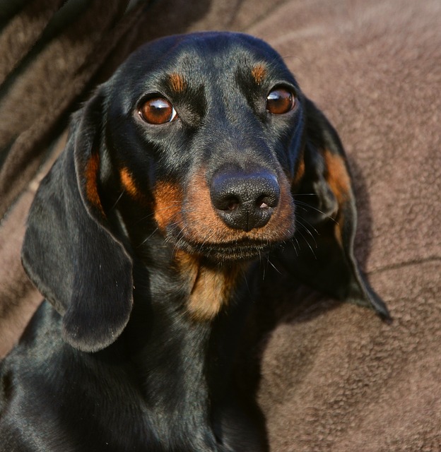 Dachshund