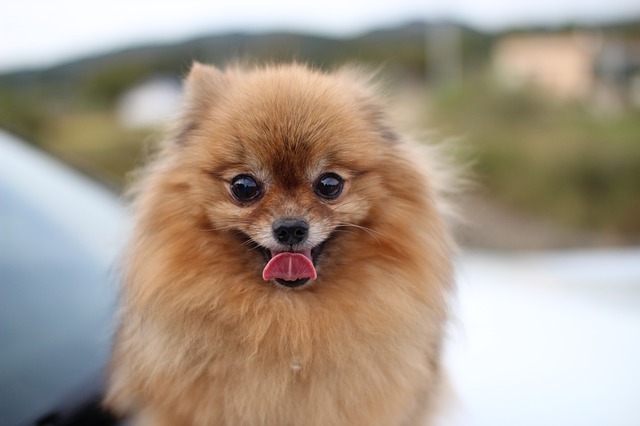 Pomeranian