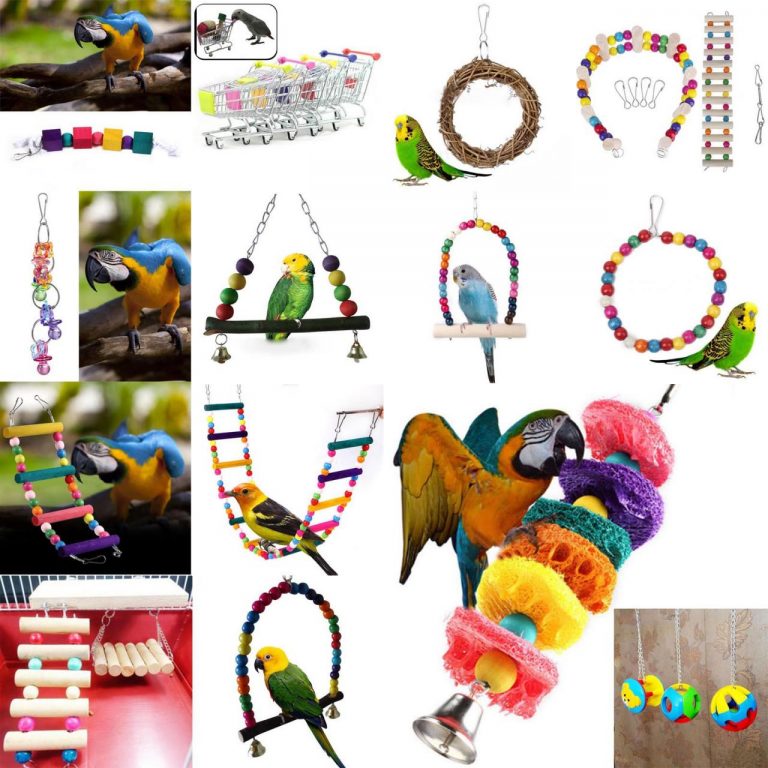 CHÚ VẸT CỦA BẠN SẼ BỊ STRESS NẾU THIẾU ĐỒ CHƠI