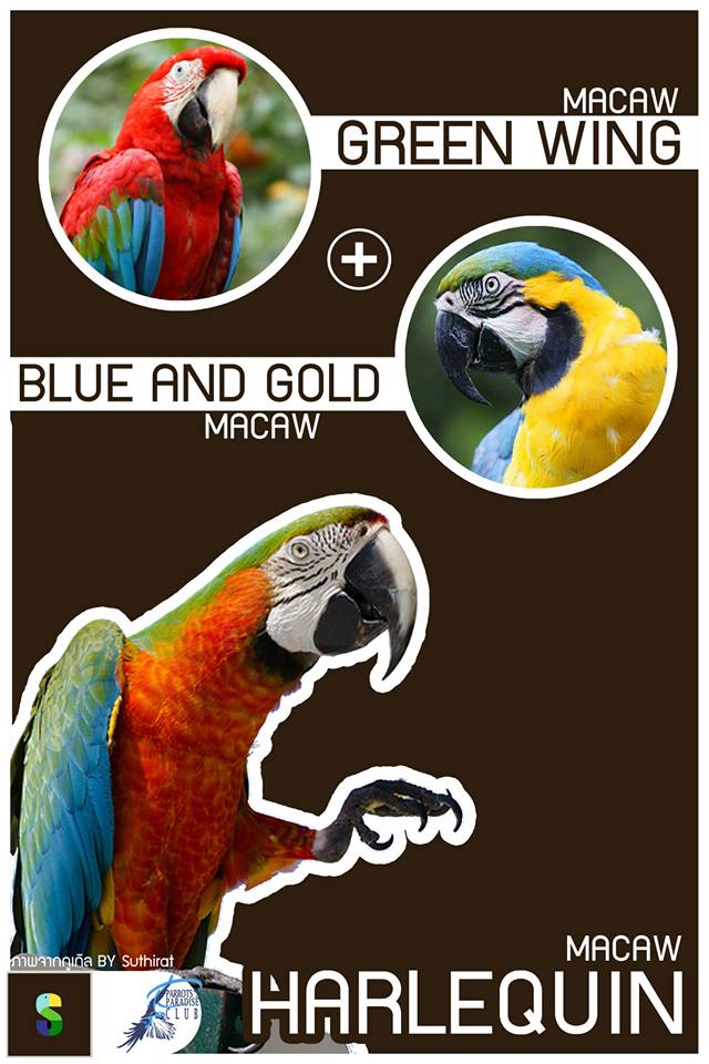 Greenwing Macaw + Blue And Gold Macaw = Harlequin Macaw