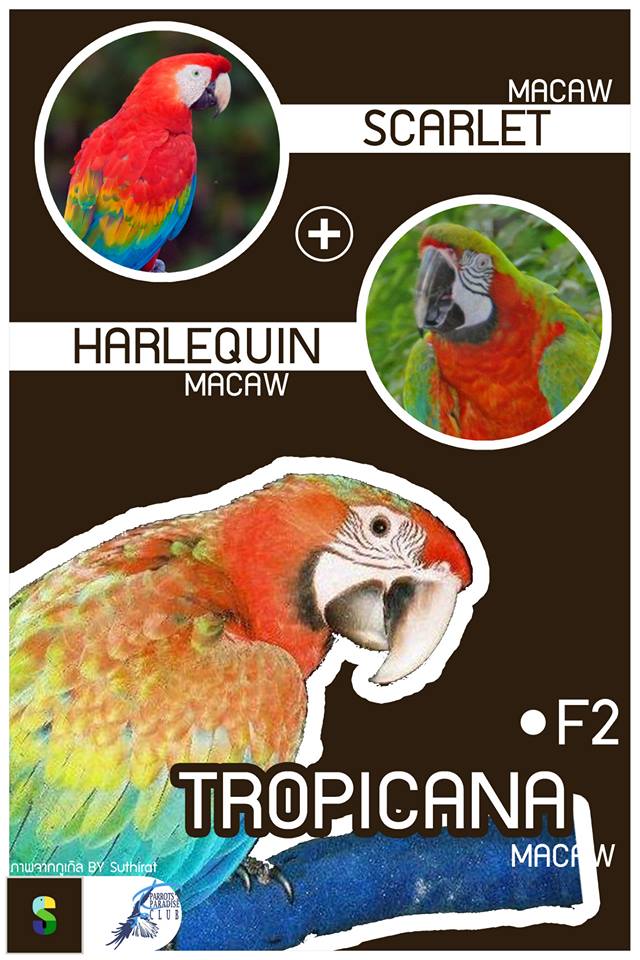 Scarlet Macaw + Harlequin Macaw = Tropicana Macaw (F2)